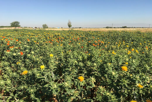 پژوهشگران آذربایجان شرقی دو رقم جدید گلرنگ پرمحصول و باکیفیت را معرفی کردند
