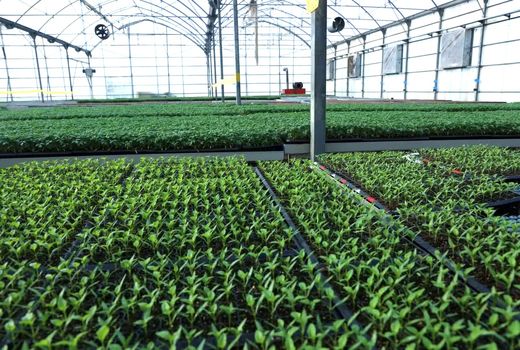 تولید سالانه ۳۲۰ میلیون عدد نشاء در استان قزوین