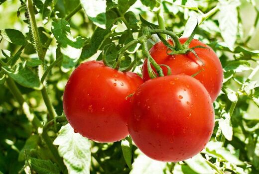 کمبود آب و گرمای شدید، برداشت گوجه را جلو انداخت