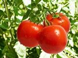 کمبود آب و گرمای شدید، برداشت گوجه را جلو انداخت