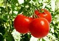 کمبود آب و گرمای شدید، برداشت گوجه را جلو انداخت