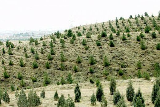 150 هکتار از اراضی بیابانی بخش امیرآباد شهرستان دامغان نهال‌کاری شد