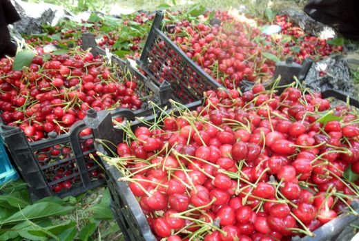 قیمت جعبه‌های پلاستیکی در فصل برداشت میوه‌ دو برابر شد