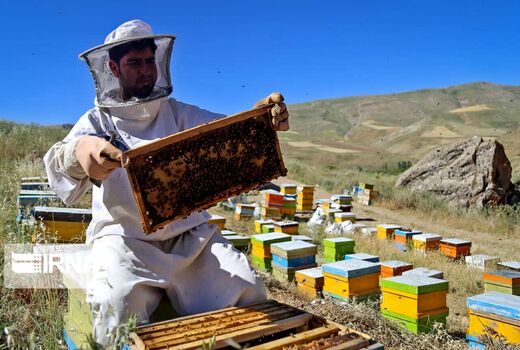 افزایش ۵۰ درصدی تولید عسل در مهاباد