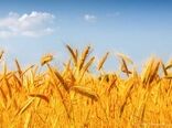پرداخت بهای گندم آغاز شد