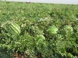 برداشت هندوانه و خربزه از مزارع شهرستان ارزوئیه 