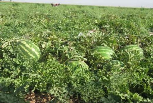 برداشت هندوانه و خربزه از مزارع شهرستان ارزوئیه 