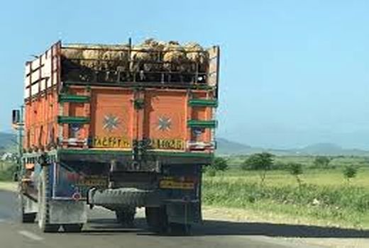 سالانه ۷۰۰ هزار راس دام از خراسان شمالی خارج می‌شود