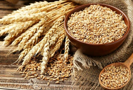 تکذیب کمبود بذر گواهی شده در شهرستان مرودشت