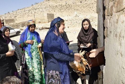 توزیع نیمچه مرغ  بومی در مناطق عشایری فارس