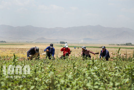 مزرعه گیاهان دارویی 