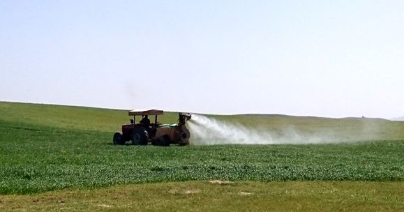 کنترل عوامل خسارت‌زای گندم و جو در سطح بیش از 70 هزار هکتار از مزارع غلات استان مرکزی