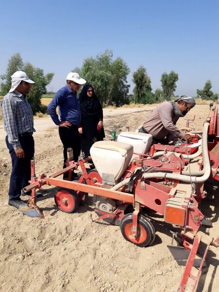 کشت سویا در اراضی شوشتر