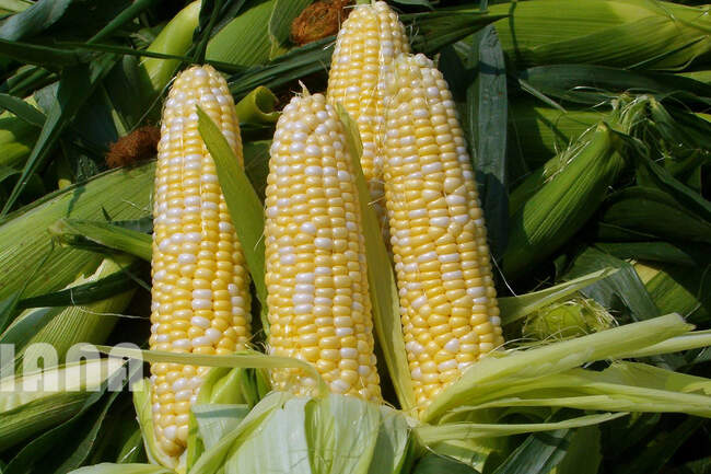 ذرت
