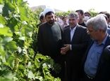 بهره برداری و افتتاح طرح فراز باغات انگور در شهرستان ملایر 