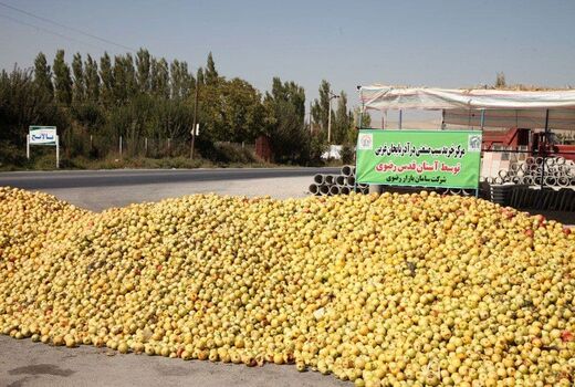 پرداخت نزدیک به 50 میلیارد تومان از مطالبات خرید تضمینی سیب صنعتی در آذربایجان غربی