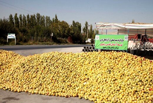 پرداخت نزدیک به 50 میلیارد تومان از مطالبات خرید تضمینی سیب صنعتی در آذربایجان غربی