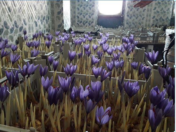 کشت زعفران به روش آیروپونیک در تنگستان