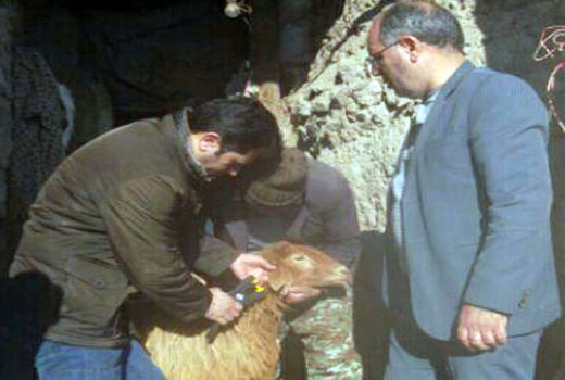 پلاک‌کوبی بیش از 3000 راس دام سنگین و سبک در شهرستان کلیبر