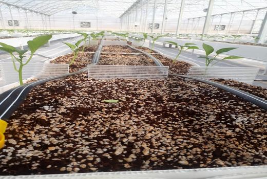 کاشت نشاء فلفل دلمه ای رنگی در سروستان