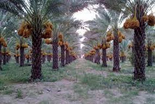 مدیریت تلفیقی آفات در نخلستان  با اجرای بهسازی و مدیریت کف زمین