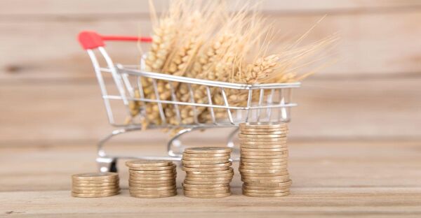 قیمت پیشنهادی خرید تضمینی گندم برای سال زراعی 1400-1399 برابر با 5 هزار و 92 تومان/ دولت به قانون خرید تضمینی عمل کند