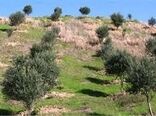 اعتبار 600 میلیارد ریالی برای تجهیز اراضی کشاورزی زنجان به آبیاری نوین