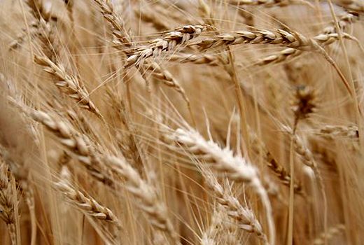 برنامه پلات فرم تحقیقی  اجرا می‌شود