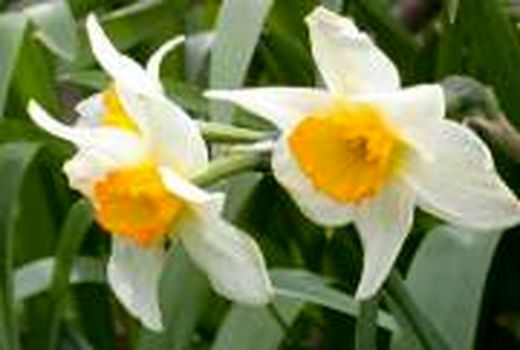 درآمد 12 میلیاردی بهره‌برداران جویباری از فروش گل نرگس  