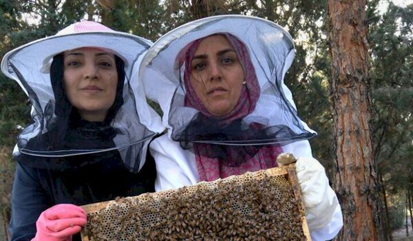 زنبورداری در آپارتمانی وسط تهران