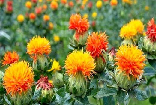 آغاز برداشت گلرنگ از مزارع شیراز