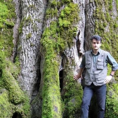 تمام پروژه‌های کنترل آفات جنگلی در ایران موفق نبوده‌اند/ کوچ بلوط از طبیعت ایران/ تشکیل بانک اطلاعاتی آفات، نیاز امروز منابع طبیعی