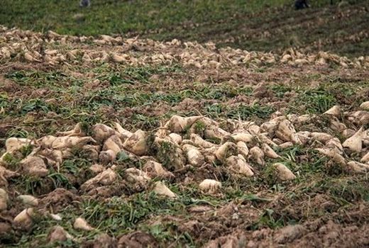 کشت چغندر پاییزه عملکرد را 30 درصد افزایش می‌دهد