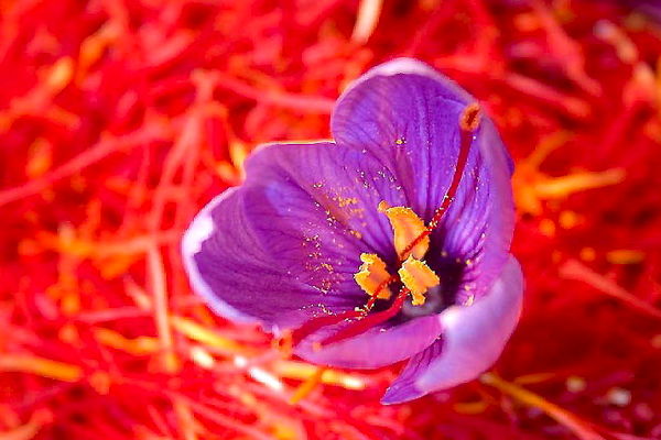 مراقب «دختر خواب» در زعفران باشید!