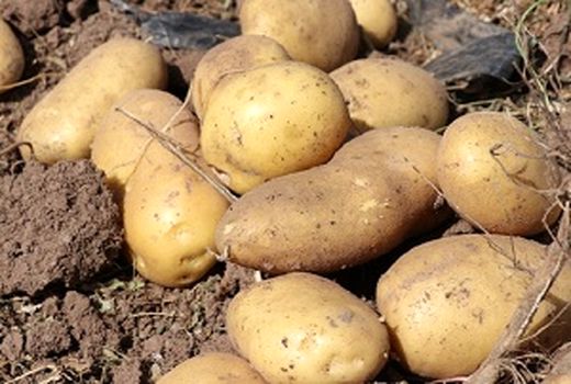 تولید بیش از 82 تن سیب زمینی در هکتار 