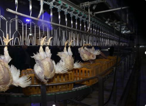 ذخیره‌سازی روزانه بیش از ۲۰ تن مرغ در خراسان شمالی