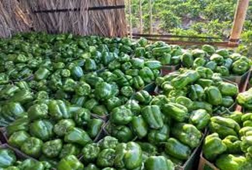 صادرات بیش از٧۵ تن فلفل دلمه‌ای از گلخانه‌های شهرضا