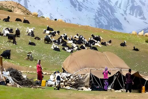 تولید 2هزار تن گوشت قرمز توسط عشایر قزوین