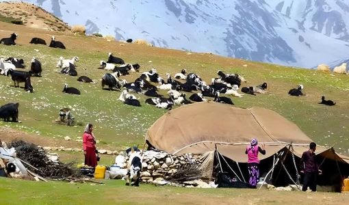 تولید 2هزار تن گوشت قرمز توسط عشایر قزوین