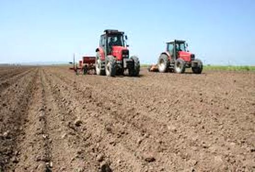 کشت ۱۴هزار هکتار گندم در بوشهر؛ تحقق برنامه ابلاغی منوط به بارندگی مؤثر  