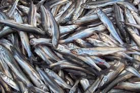 تلاش برای رفع مشکل تأمین بچه ماهی جهت توسعه فعالیت شیلاتی در شهرستان رفسنجان