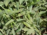 آغاز کاشت باقلا در مزارع شهرستان طارم