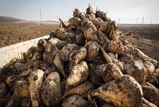 عیار بالای چغندرقند چهارمحال وبختیاری 