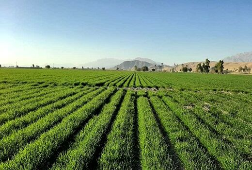 کاشت مکانیزه  86 درصد از  مزارع گندم داراب 