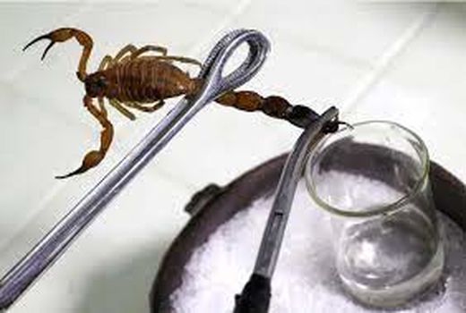 صادرات سالانه 100 هزار دوز آمپول ضد عقرب سرم سازی رازی