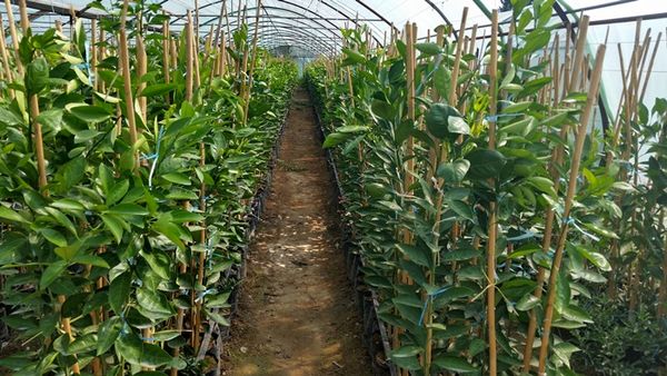 باغداران از نهالستان‌های معتبر و مجوزدار نهال‌های شناسه‌دار دریافت کنند