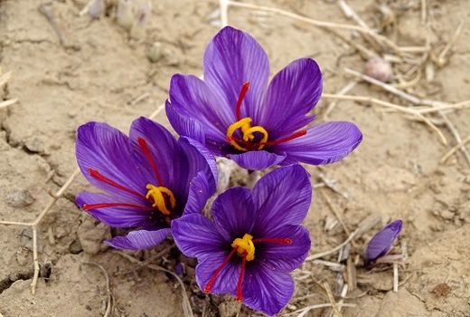 برداشت زعفران از ۴۰ هکتار از مزارع شهرستان برخوار