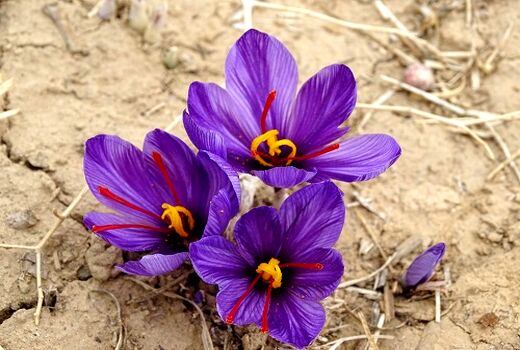 کشت طلای سرخ در کازرون