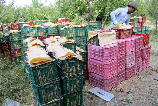 صادرات کشاورزی زنجان به 10 کشور