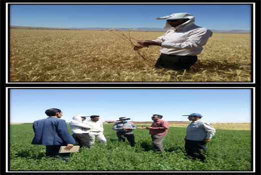 تولید بذر یونجه در شهرستان سرخس